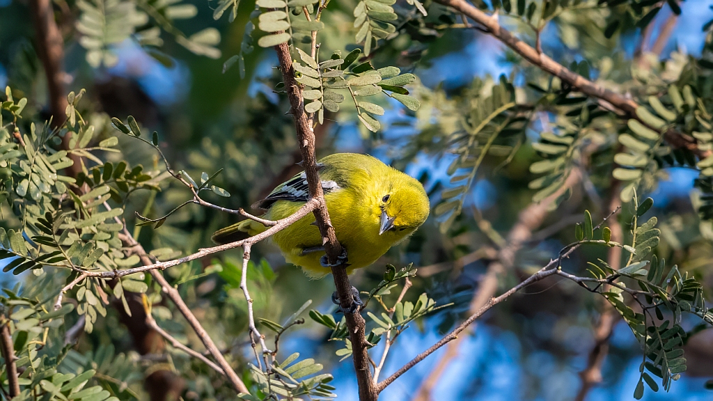 Common Iora